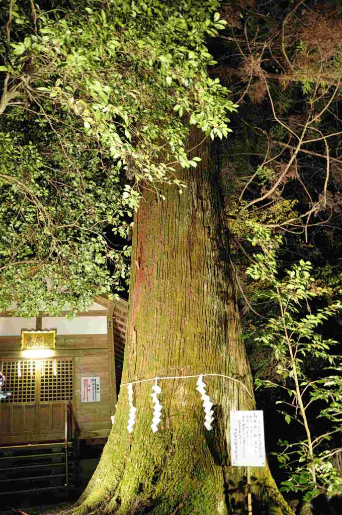 肝要地区に有る神社「高原社」の大杉。沢沿いに位置することから、杉の生育に好条件で樹齢(確認中)年、幹回り(確認中)ｍ、受講(確認中)ｍの巨樹に生育しています。
